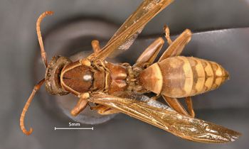 Media type: image;   Entomology 524 Aspect: habitus dorsal view